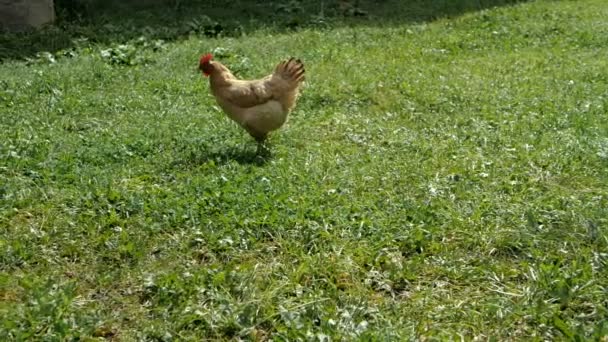 Nice brown hen walking outdoors in Georgian Mountains in summer in slo-mo — Stock Video