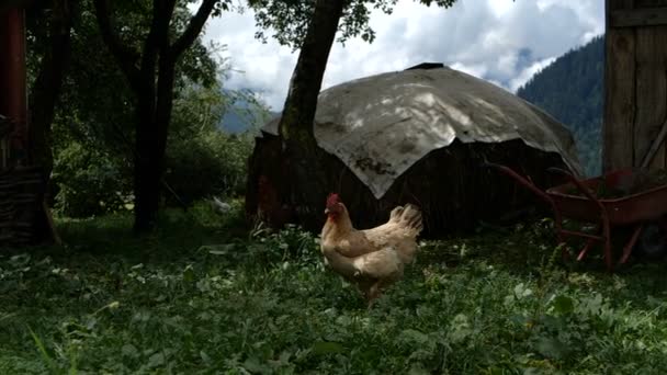 Μεγάλη καφέ κότα στέκεται σε εξωτερικούς χώρους σε έναν αχυρώνα στη γεωργία το καλοκαίρι σε αργή-mo — Αρχείο Βίντεο