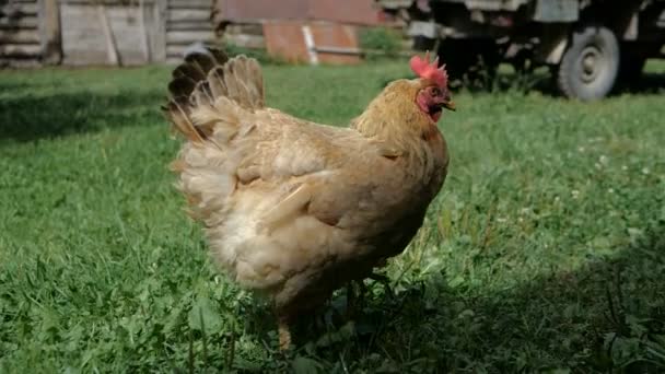 Grote bruine kip slenteren buitenshuis in een prive-werf in Georgië in de zomer in slo-mo — Stockvideo