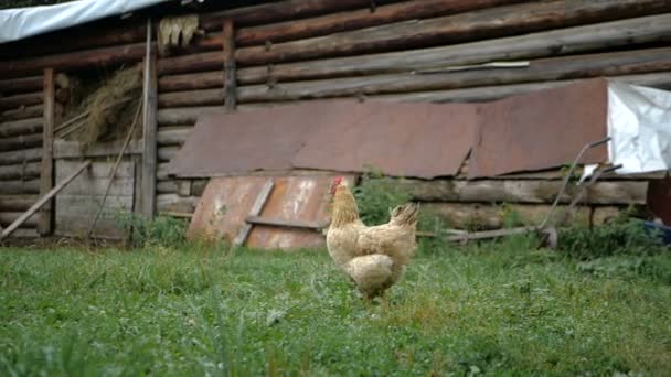 Hilarische bruine kip staand buiten op een schuur in Georgië in de zomer in slo-mo — Stockvideo