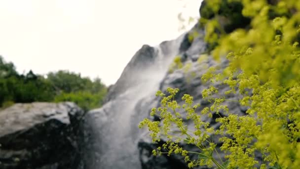 Světle zelené květiny a velké kameny v gruzínských horách v létě v slo-mo — Stock video