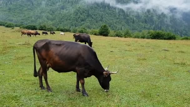 Velká černá a hnědá kráva pasoucí se trávou na velké zelené louce v Gruzii v poji — Stock video