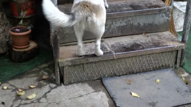 Cão alegre acenando sua cauda e subindo as escadas de uma casa particular em slo-mo — Vídeo de Stock