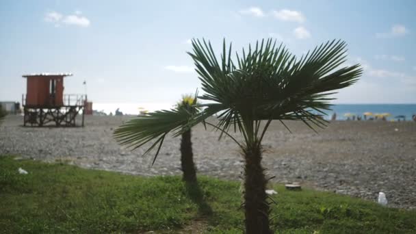 Deux petits palmiers verts qui poussent dans une station balnéaire avec des gens en Géorgie à Xo@-@ mo — Video