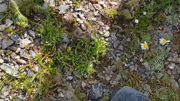 Kleine Maus wäscht sich und riecht im Sommer den Sneaker eines Touristen in Georgien — Stockvideo