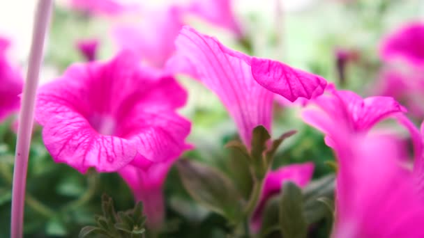 Césped de grandes flores violetas creciendo felizmente en verano en slo-mo — Vídeos de Stock