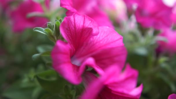 Campo de amplias flores violetas creciendo alegremente al aire libre en verano en slo-mo — Vídeo de stock