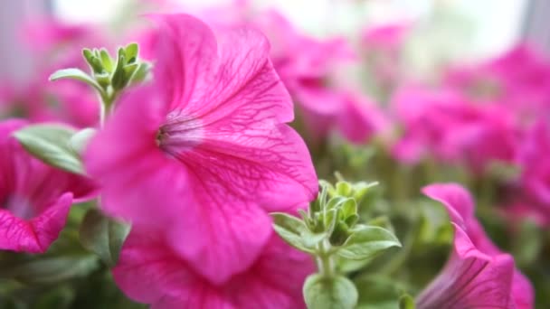 Oblast lvěkových fialových květin v létě vesele roste — Stock video