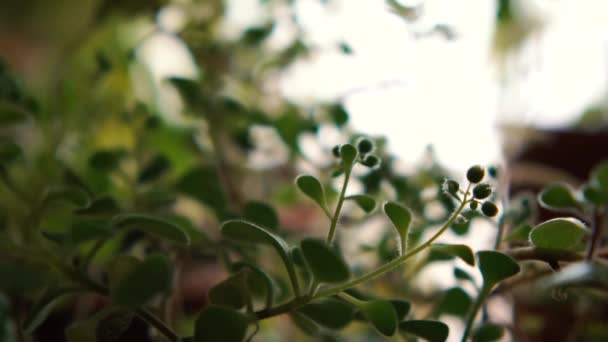 Gåtfulla små och tunna gröna blommor som växer inomhus — Stockvideo