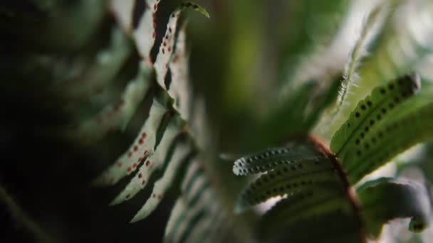 Preciosa planta de helecho con hojas puntiagudas y delgadas creciendo interior — Vídeo de stock