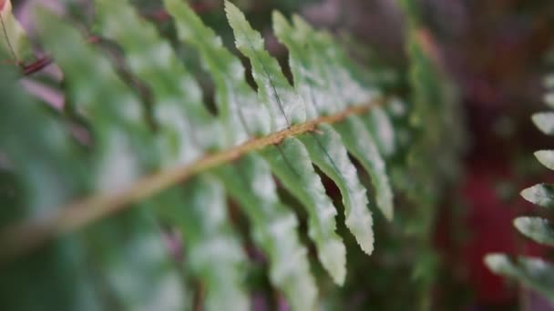 Longue fougère plante d'intérieur avec des feuilles pointues et tranchantes croissant à l'intérieur — Video