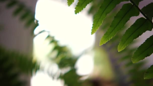 Planta de helecho alegre con hojas espinosas y largas creciendo interior — Vídeos de Stock