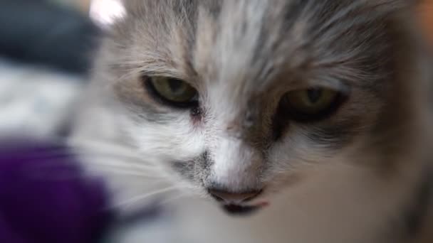 Mooie kat eten uit een pot in een huis en voelt gelukkig — Stockvideo