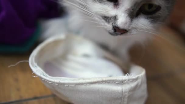 Lindo gato comiendo comida de una olla en una casa y se siente bien — Vídeos de Stock