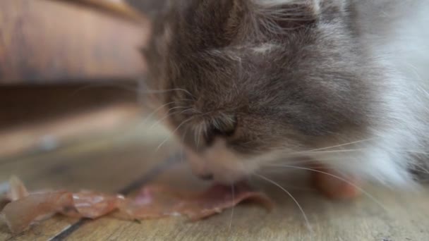 Tabby kot jedzenia mięsa z garnka w kuchni i czuje się szczęśliwy w SLO-mo — Wideo stockowe