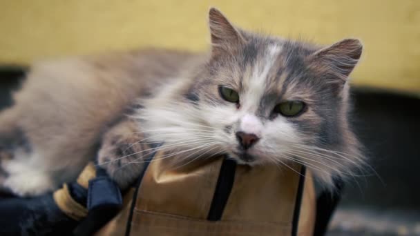 Mooie grijze en witte kat ligt op een blauwe zak binnenshuis en voelt goed — Stockvideo