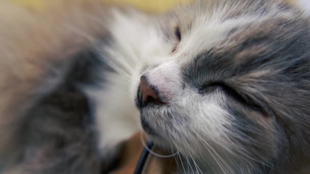 Чудова сіра і біла кішка спить і лежить на синьому мішку інтер'єру в шлю-мо — стокове відео