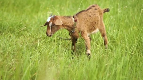 Little goatie stående på en gård utan att veta vad man ska göra på sommaren i slo-mo — Stockvideo