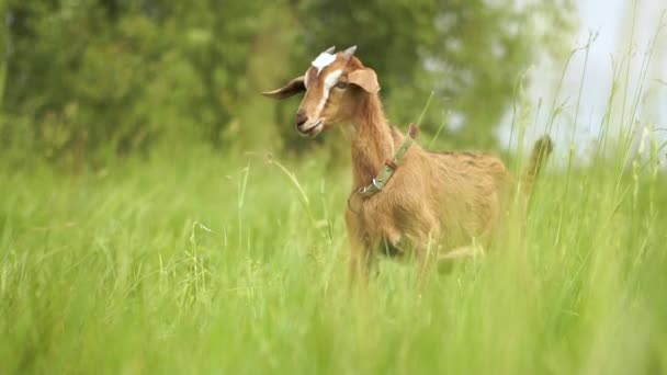 Je legrační, že koza s koženým řemínkem obhlížel v zeleném poli v poji — Stock video