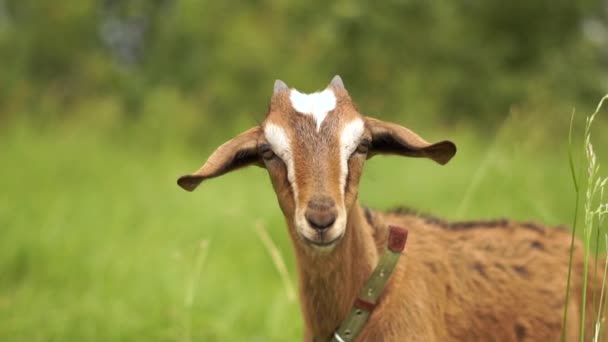 Curiosa ela cabra com uma pulseira de couro procurando comida em um campo verde em slo-mo — Vídeo de Stock