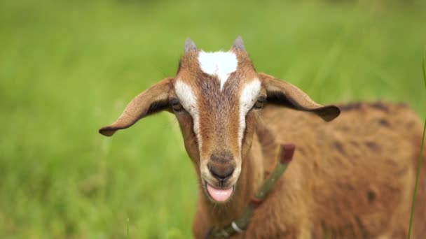Hermosa cabra con una correa de cuero mirando alrededor en un césped verde en slo-mo — Vídeo de stock