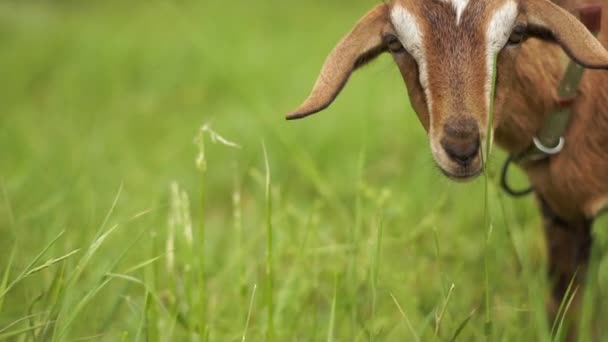 Tierna joven cabra con una correa de cuero mirando hacia adelante en un césped en slo-mo — Vídeo de stock