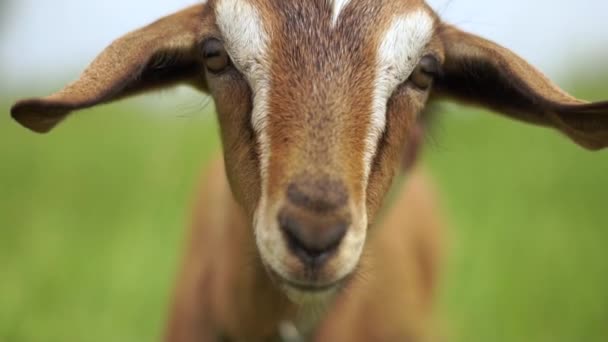 Preciosa joven niñera cabra con ojos bonitos mirando hacia adelante en un prado en slo-mo — Vídeo de stock