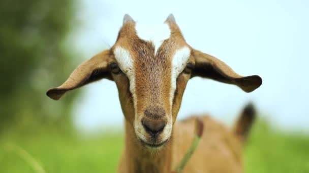 Alegre jovem babá cabra com olhos bonitos olhando para a frente em um pasto em slo-mo — Vídeo de Stock