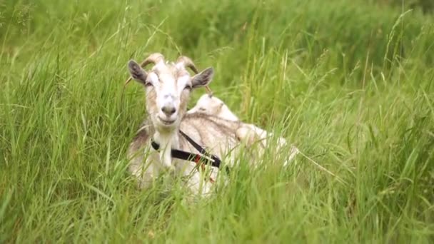 Bonne chèvre nounou blanche couchée, mangeant et regardant vers l'avenir dans un pâturage à Xo@-@ mo — Video