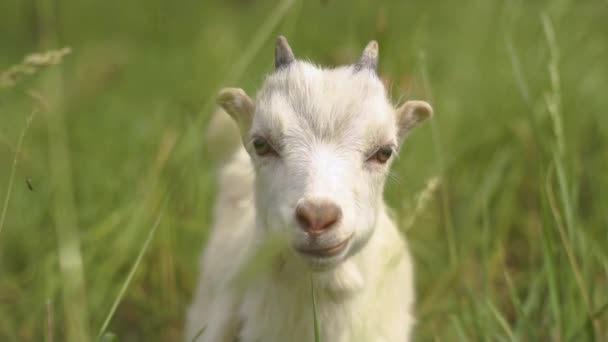 Goatie branco fofinho olhando para a frente e cheirando em um pasto em slo-mo — Vídeo de Stock