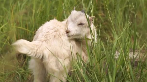 Krásný bílý kozlík, který uklízím kožešinu v zelené pastvině v slo-mo — Stock video