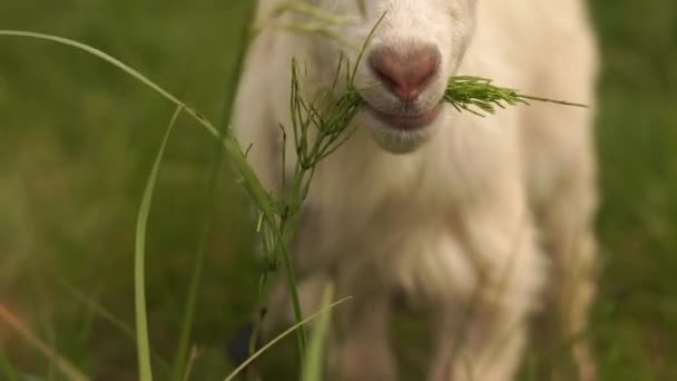 Tender white goatie looking forward in a green meadow in summer in slo-mo — Stock Video
