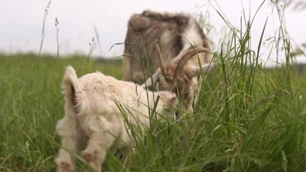 Lovely white goatie grazing grass with its mother in a green meadow in summer in slo-mo — Stock Video