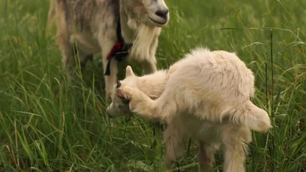 Nice White goatie skrapa benet med sin mor i en grön äng på sommaren i slo-mo — Stockvideo