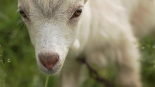 Goatie branco fofinho olhando ao redor em um gramado verde no verão em slo-mo — Vídeo de Stock