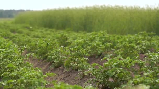 Borboleta alegre voando sobre um campo de batata com arbustos altos no verão em slo-mo — Vídeo de Stock