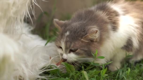 Lovely szürke és fehér macska eszik zöld fű egy udvaron nyáron slo-Mo — Stock videók