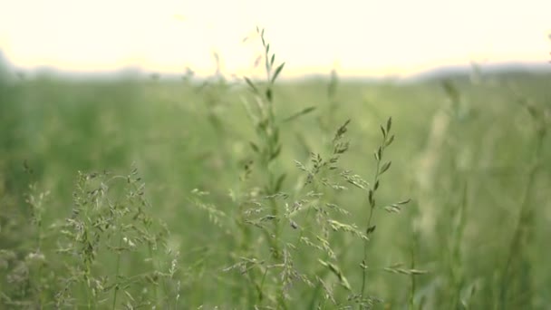 Inspirujące zielone pole rolnicze z wysokimi zielonymi koralikami latem w SLO-mo — Wideo stockowe