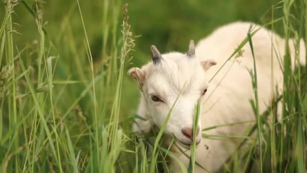 Mooie witte goatie rondkijken in een groene weide in de zomer in slo-mo — Stockvideo