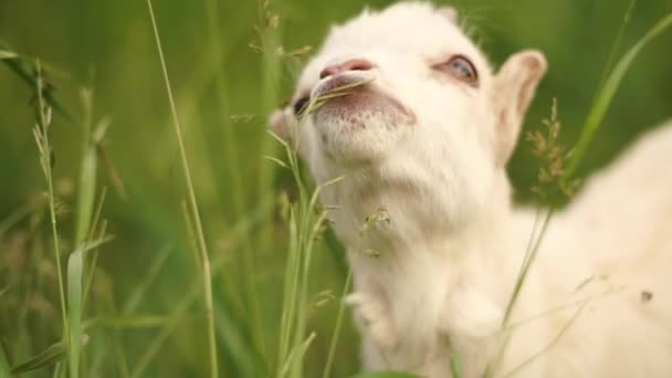 Slo-mo yaz aylarında yeşil bir çayırda otlayan sevimli beyaz goatie — Stok video