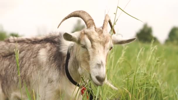 Drôle de chèvre grise allongée et broutant de l'herbe dans une pelouse verte en été à Montréal- mo — Video