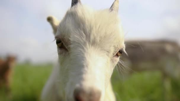 Lovely brown she-goat standing and looking around in a green meadow in slo-mo — Stock Video