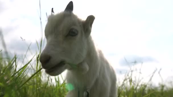 Bastante cabra blanca pastando hierba en un prado verde en verano en slo-mo — Vídeo de stock
