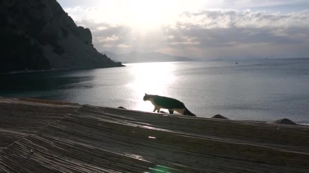 Μια όμορφη γάτα περπατάει σε μια ξύλινη στέγη πάνω στη θάλασσα την αυγή, αργή κίνηση — Αρχείο Βίντεο