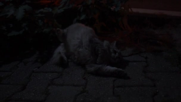 Пушистый кот лежит ночью на дороге и переворачивается в замедленной съемке. — стоковое видео