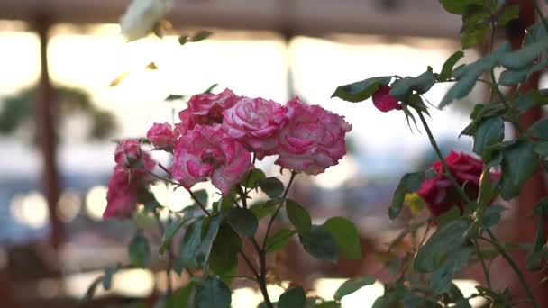 Piękne róże ogrodowe rosną na tarasie kawiarni, w zwolnionym tempie — Wideo stockowe