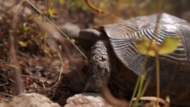 Die alte braune Schildkröte liegt in Zeitlupe im Gras, Sepia-Aktion — Stockvideo