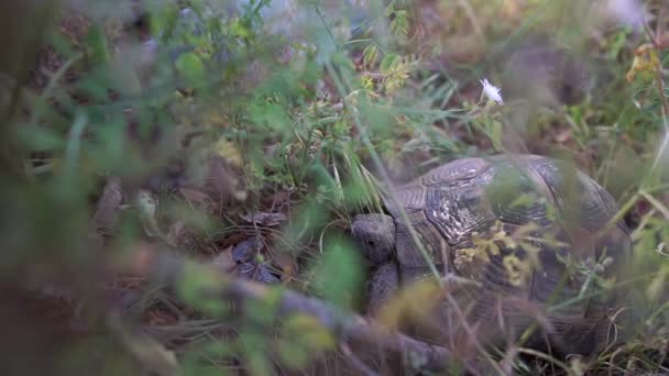 La vieja tortuga marrón está en la hierba en cámara lenta — Vídeo de stock