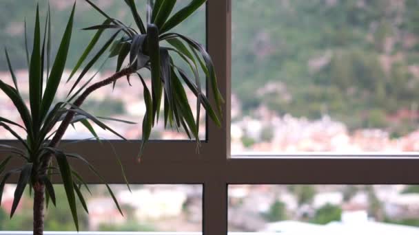 Une plante d'intérieur verte se tient près de la fenêtre avec un paysage flou, au ralenti — Video
