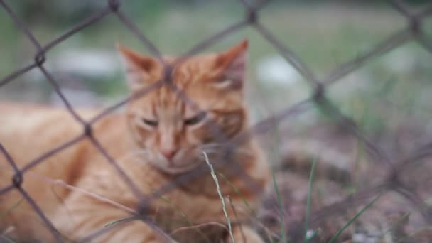 La mirada de un hermoso gato rojo, sentado en la hierba, de cerca en cámara lenta — Vídeos de Stock